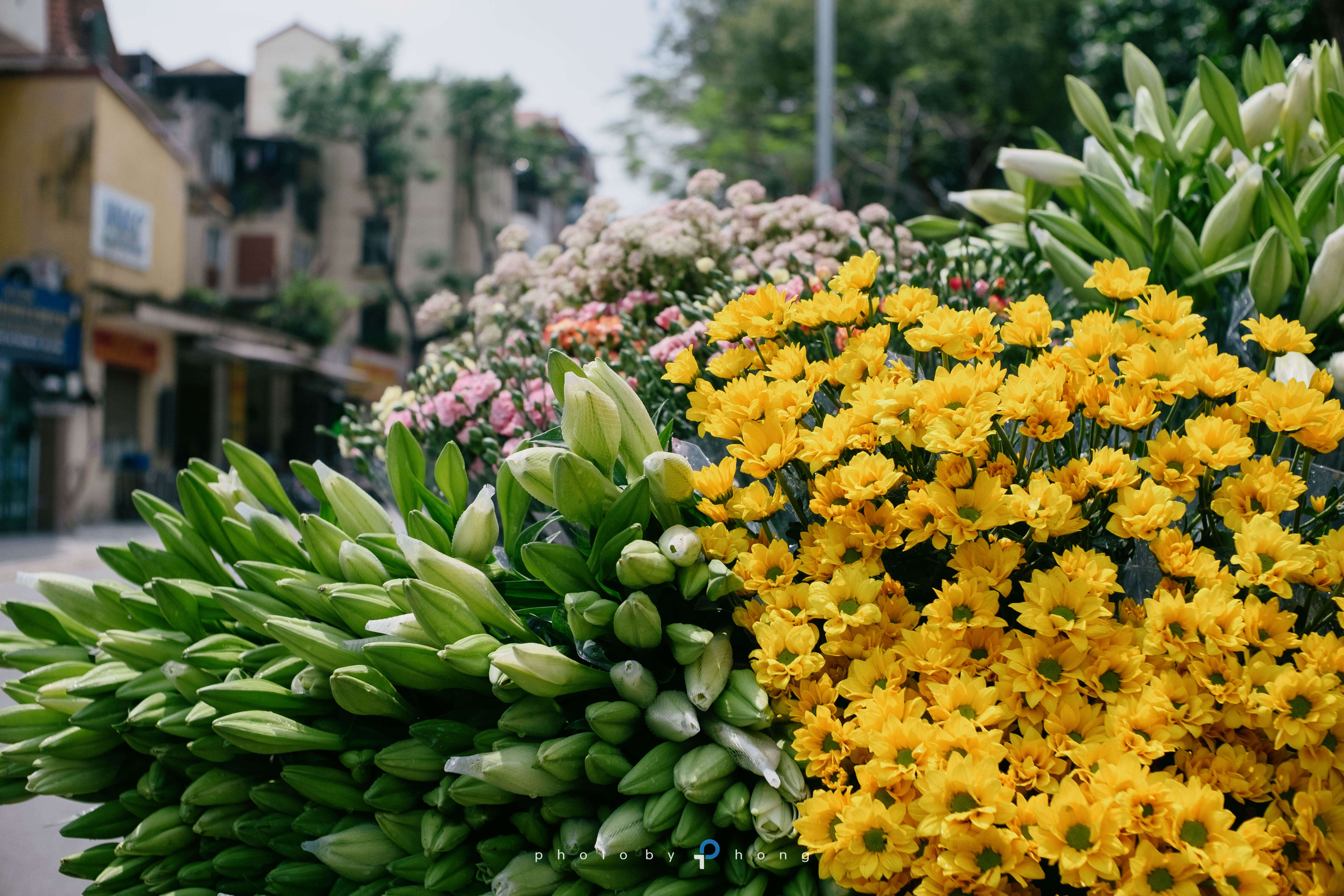 Hoa loa kèn trên phố