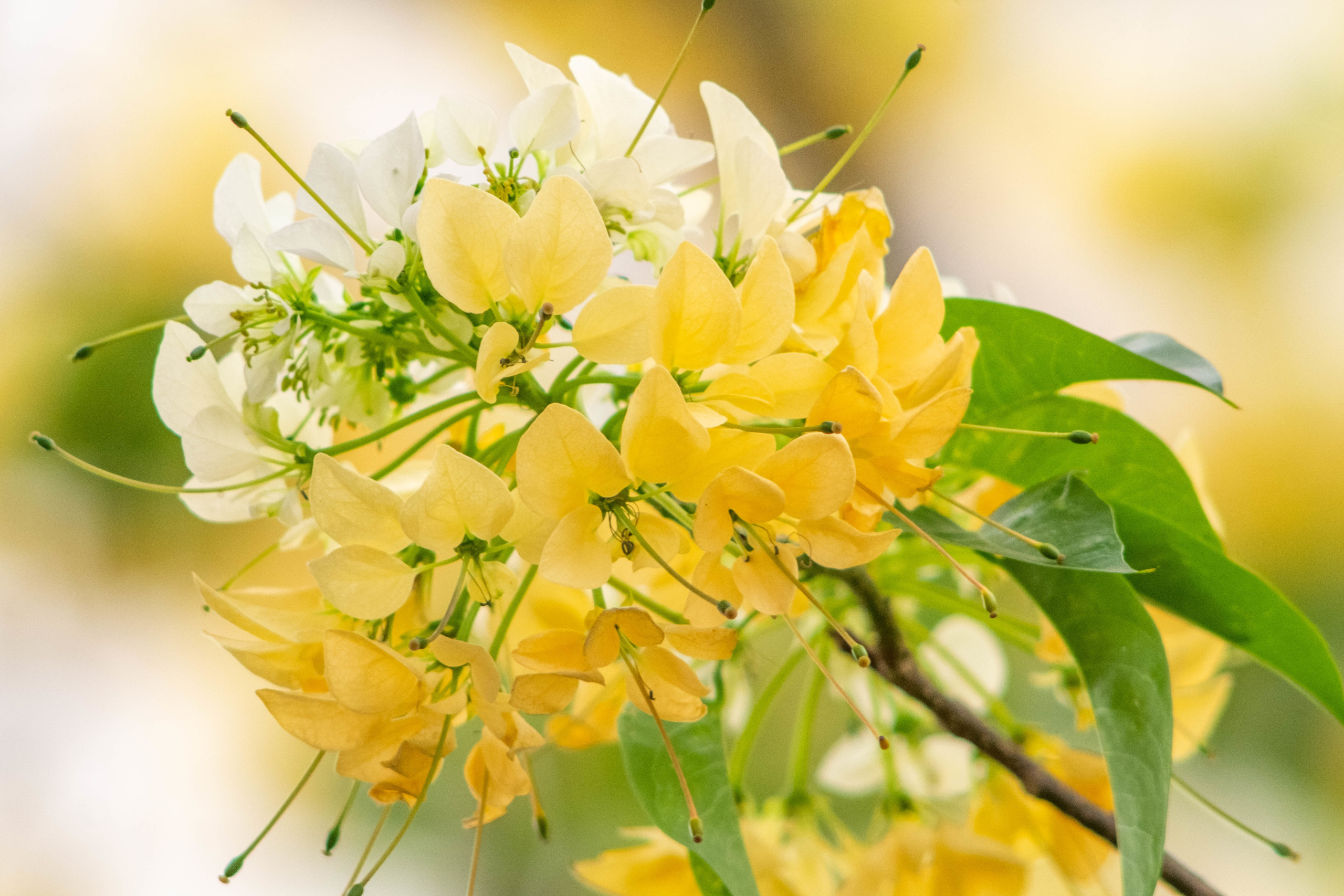 Cây hoa Bún 300 năm tuổi đẹp nao lòng người Hà Thành