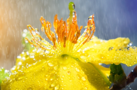 Rét nàng Bân: Thương cái rét ngọt muộn màng