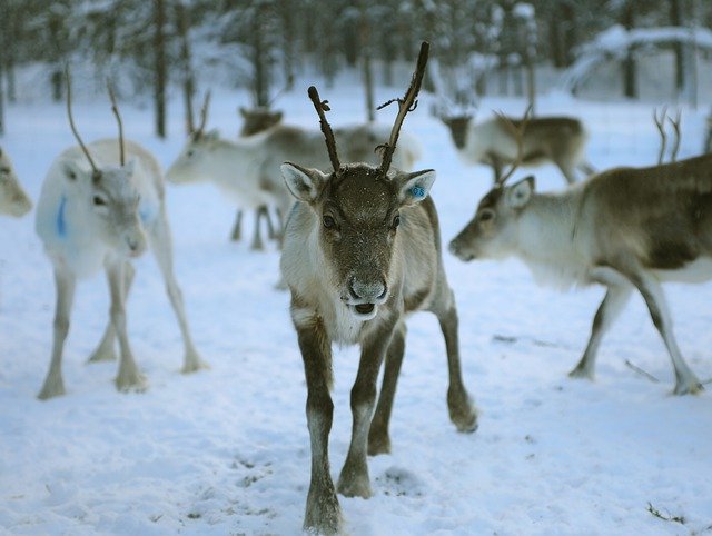 tuần lộc tại Lapland, Phần Lan