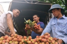 Bắc Giang đề nghị Chính phủ Việt Nam hỗ trợ tiêu thụ nông sản