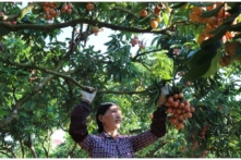 Việt Nam đồng ý cho 190 thương nhân Trung Quốc nhập cảnh để thu mua vải thiều Bắc Giang