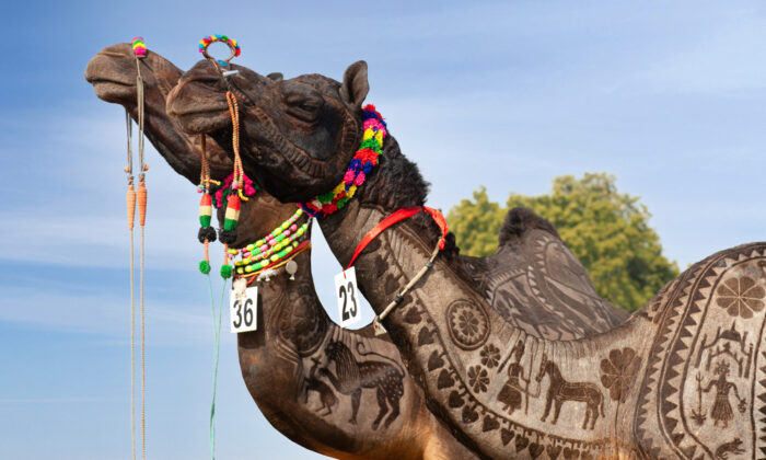 Khám phá lạc đà ở Ấn Độ