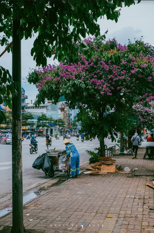 Cây bằng lăng tím