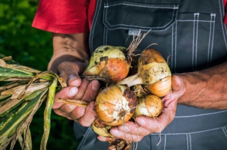 Lợi ích trị liệu của hành tây