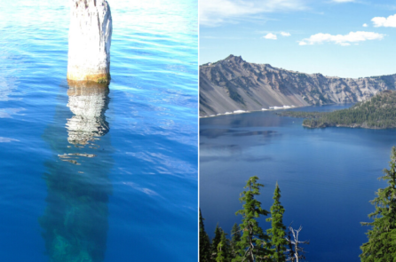 Một thân cây bí ẩn đã trôi nổi thẳng đứng trong hơn 120 năm