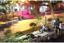 Hà Nội di dời hàng cây phong lá đỏ trong đêm để tránh nắng