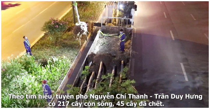 Hà Nội di dời cây phong lá đỏ