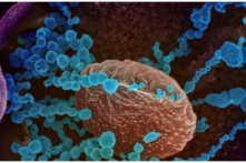 Biến chủng Ấn Độ gây bệnh tại Việt Nam