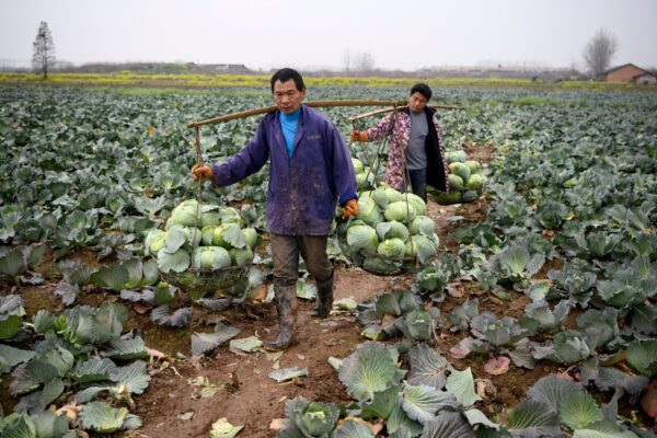 Jack Ma nông nghiệp của Trung Quốc