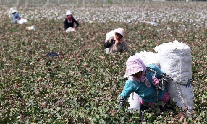 Luật chống lao động cưỡng bức mới sẽ khiến Trung Quốc phải trả giá vì tội ác diệt chủng ở Tân Cương