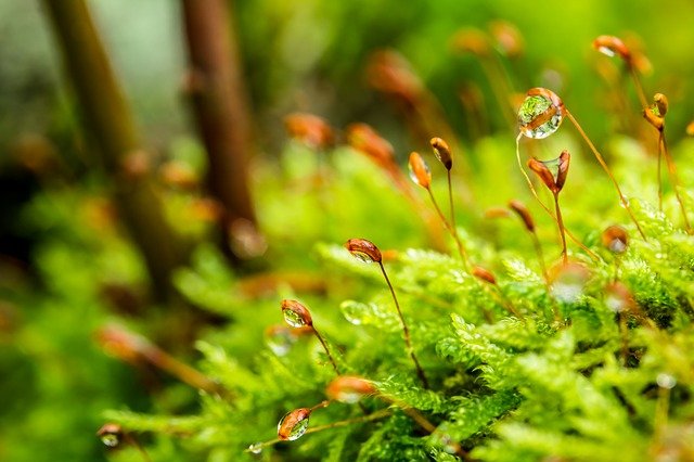 Điều gì khiến Nhật Bản ám ảnh với loài rêu?