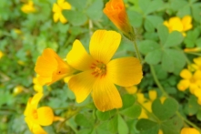 Chua me đất hoa vàng