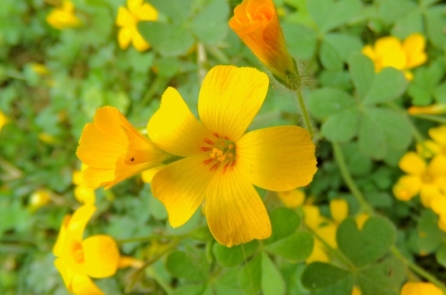 Chua me đất hoa vàng