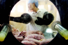 Các nhà khoa học Trung Quốc sản xuất heo biến đổi gene để cấy ghép cho người