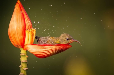 Cảnh tượng đẹp như trong cổ tích: Chú chim hút mật tắm trên cánh hoa đầy sương