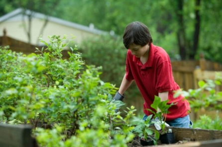Dạy con vượt qua những cơn bão cuộc đời từ việc làm vườn