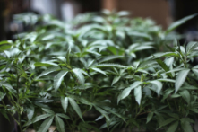 Những người gốc Hoa lợi dụng kẽ hở luật pháp trong việc hợp pháp hóa cần sa