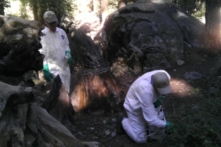 Các quan chức cho biết ca tử vong của bé gái 10 tuổi ở Colorado có liên quan đến bệnh dịch hạch