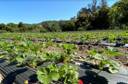 Homesteading đang ngày càng phổ biến: Một lối sống có nguồn gốc sâu xa tại vùng Missouri Ozarks