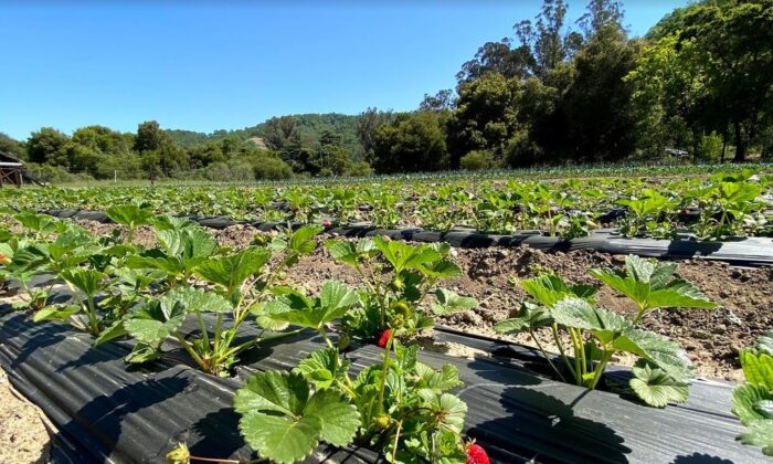 Homesteading đang ngày càng phổ biến: Một lối sống có nguồn gốc sâu xa tại vùng Missouri Ozarks