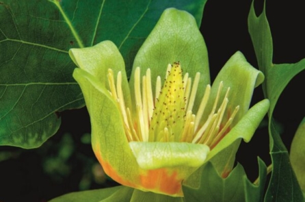 Vườn hoa của Nữ hoàng Marie Antoinette lại nở rộ trong Cung điện Versailles