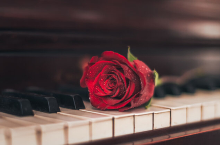 Hương sắc và âm thanh của hoa hồng