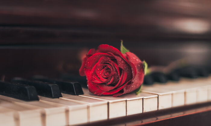 Hương sắc và âm thanh của hoa hồng