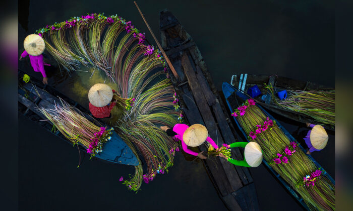 Những bức ảnh đẹp nao lòng về thu hoạch hoa súng ở Đồng bằng sông Cửu Long