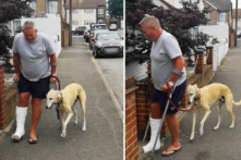 Video chú chó giả vờ khập khiễng giống chủ lan truyền trên mạng xã hội