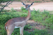Loài linh dương đặc biệt có thể sống sót mà không cần uống nước