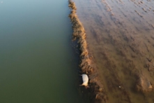 Vật nuôi chết hàng loạt ở các vùng miền trung Trung Quốc sau lũ lụt