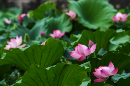 ‘Bây giờ mùa hạ sen nở nốt’…