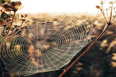 Nhện Venom có ​​thể là phương thuốc thần kỳ cho nhồi máu cơ tim