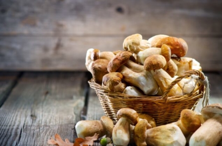 Vì sao ăn nấm sống lâu?