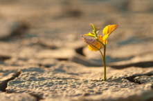 Bùn và Vàng: thứ gì quan trọng hơn