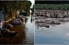 Làng Khai Phong ngập lụt, hàng ngàn con heo chết trôi, nguy cơ bùng phát dịch bệnh