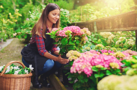 Làm vườn mang lại sự sống, vẻ đẹp và niềm vui mới giữa đại dịch