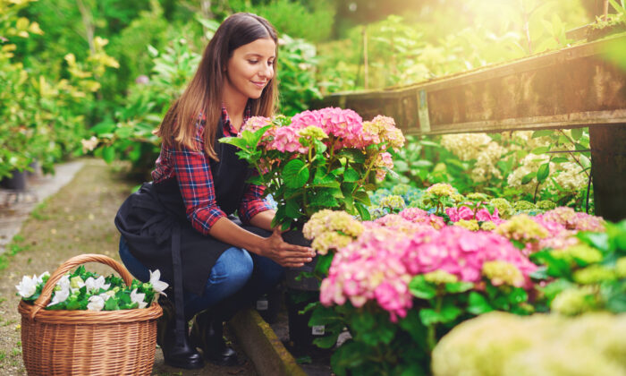 Làm vườn mang lại sự sống, vẻ đẹp và niềm vui mới giữa đại dịch