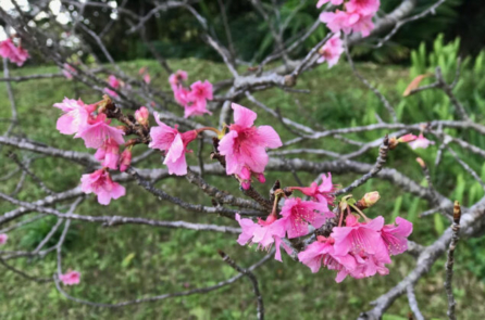 Okinawa: Hòn đảo đầy nắng ấm của những người bất tử