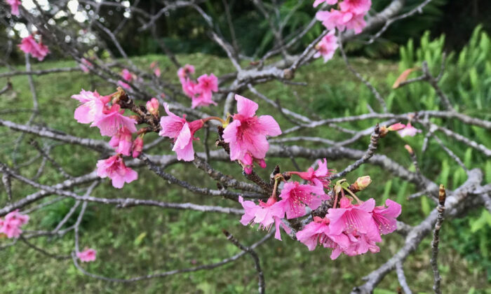 Okinawa: Hòn đảo đầy nắng ấm của những người bất tử