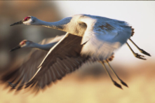 Những địa điểm số một chứng kiến hành trình di trú của động vật hoang dã