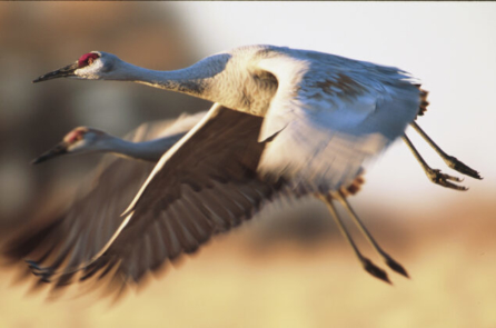 Những địa điểm số một chứng kiến hành trình di trú của động vật hoang dã