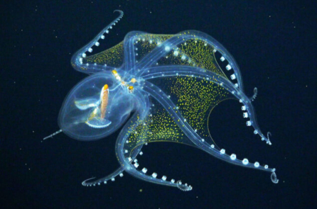 Cận cảnh một con bạch tuộc ‘thủy tinh’ từ đại dương sâu thẳm