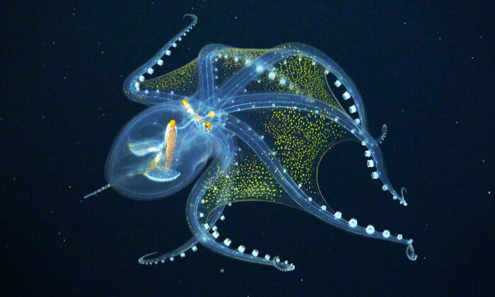 Cận cảnh một con bạch tuộc ‘thủy tinh’ từ đại dương sâu thẳm