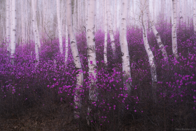 sa mạc ở Siberia