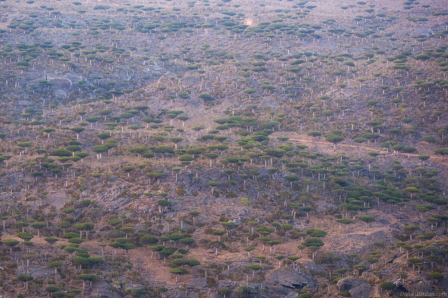 đảo Socotra của Yemen