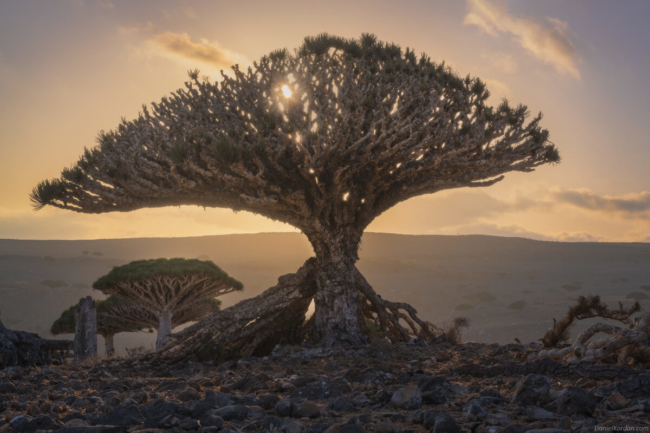 đảo Socotra của Yemen