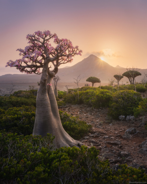 đảo Socotra của Yemen