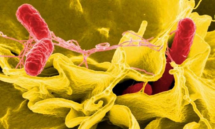 CDC: Sự bùng phát vi khuẩn Salmonella không rõ nguồn gốc lan rộng đến 29 tiểu bang